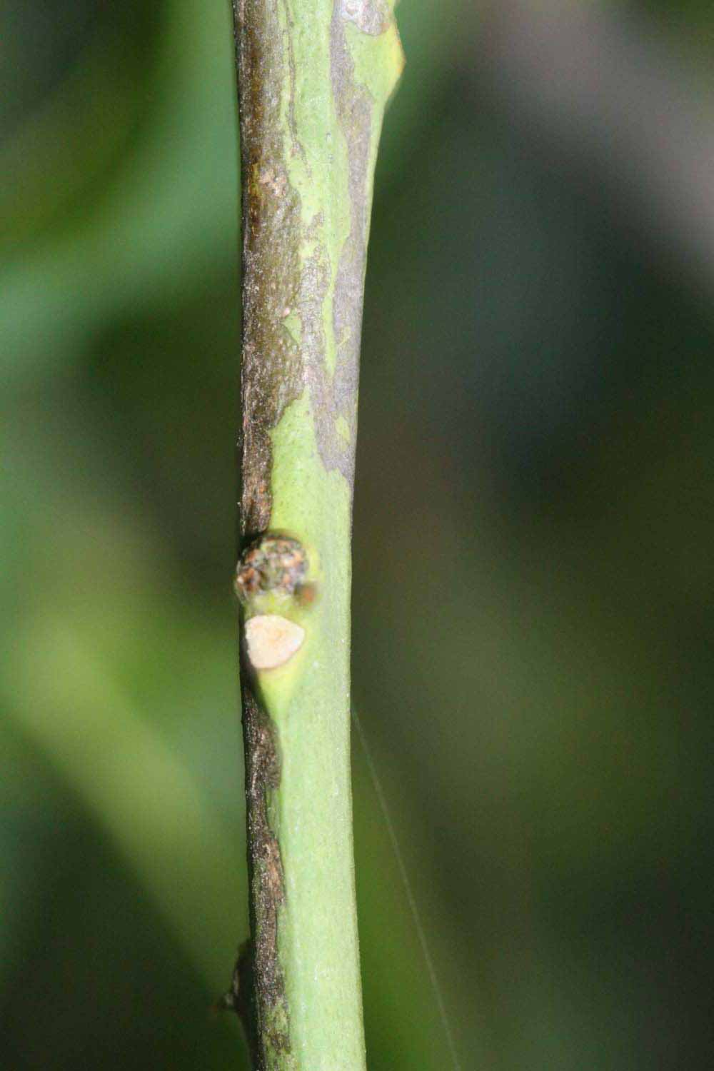            First year twig (Riverside, CA)   